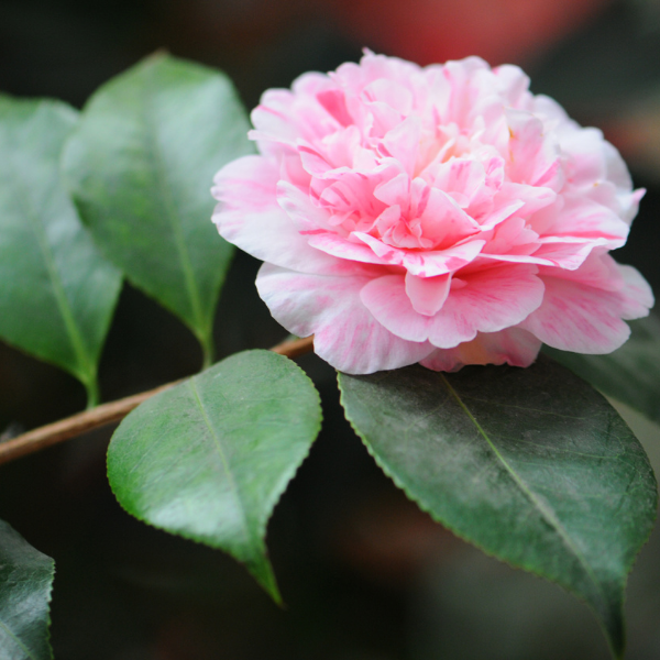 Camélia du Japon 'Bonomiana' - Camellia japonica 'Bonomiana'