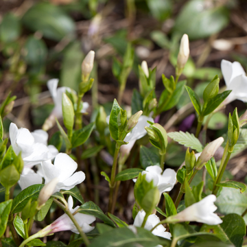 Vinca minor Alba - Petite pervenche