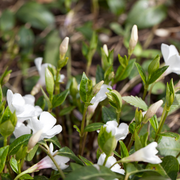 Vinca minor Alba - Petite pervenche