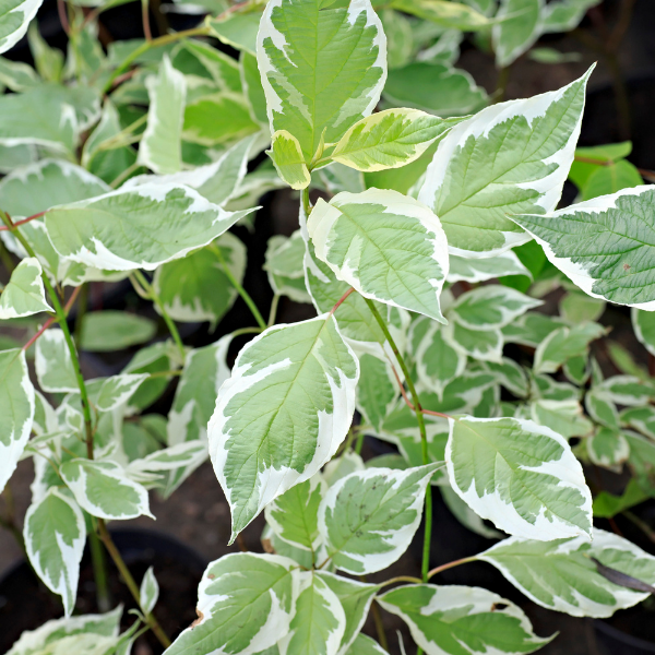 Cornouiller blanc 'Gouchaultii' - Cornus alba 'Gouchaultii'