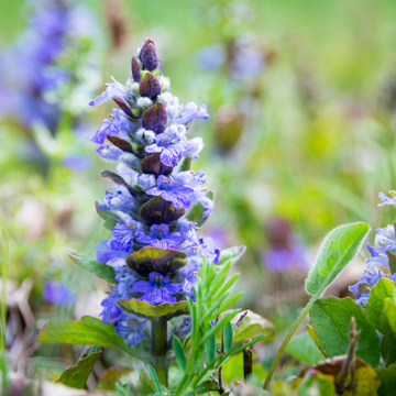 Bugle Rampante Bleue Feuillage Panache - Ajuga Reptans Burgundy Glow