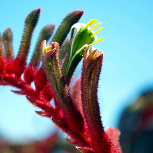 Anigozanthus Hybride Downunder Dreams