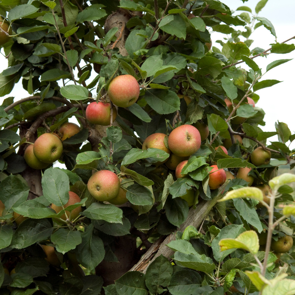 Pommier 'Fuji' - Malus domestica 'Fuji'