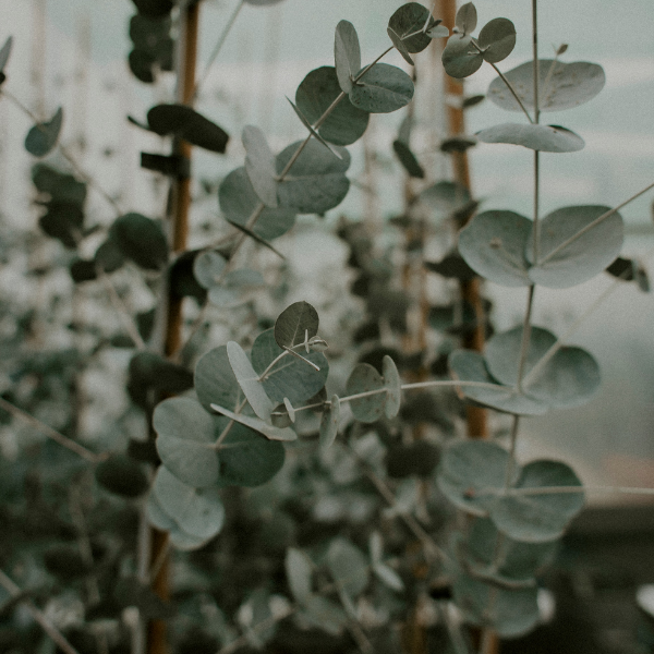 Gommier cidre 'Azura' - Eucalyptus gunnii 'Azura'