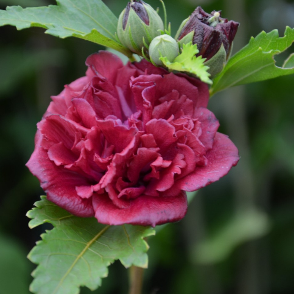 Hibiscus syriacus French Cabaret® Red 'Mindour1' - Hibiscus syriacus 'Mindour1'
