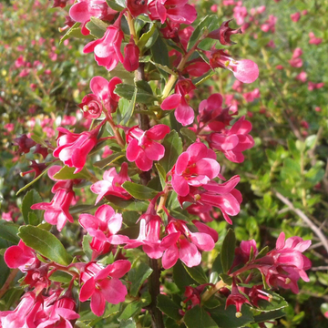 Escallonia 'Donard Radiance' - Escallonia 'Donard Radiance'