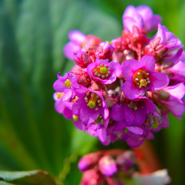 Bergénia à Feuilles Cordées 'Rotblum' - Bergenia Cordifolia 'Rotblum'