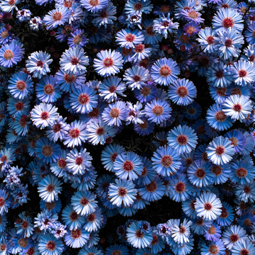 Aster des Alpes 'Bleu' - Aster Alpinus 'Blue '
