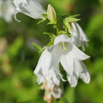Campanule punctata blanche - Campanula punctata alba