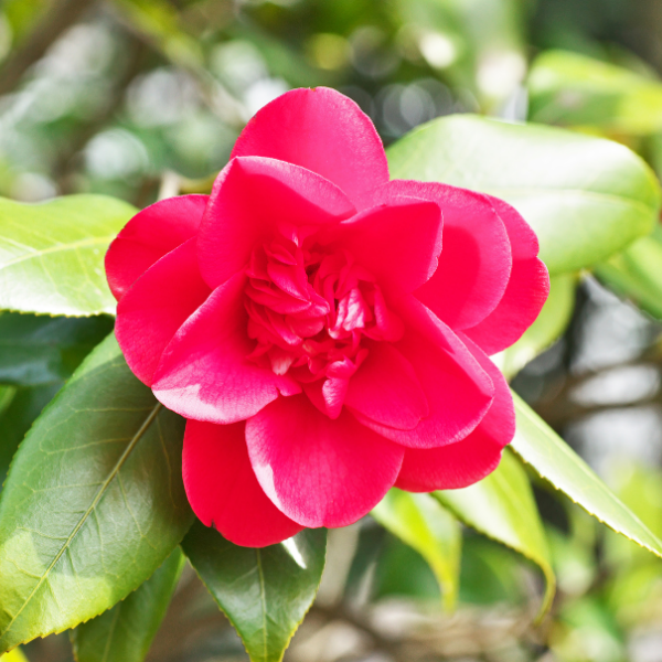 CAMELLIA japonica 'Mark Alan'