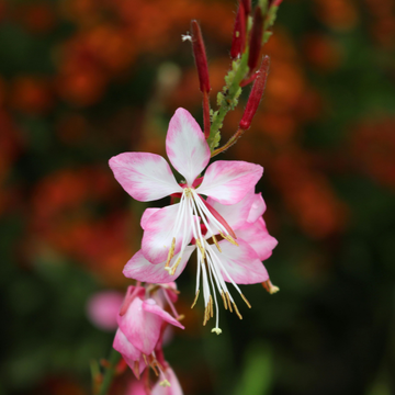 Gaura de lindheimer 'Siskiyou Pink' - Gaura lindheimeri 'Siskiyou Pink'