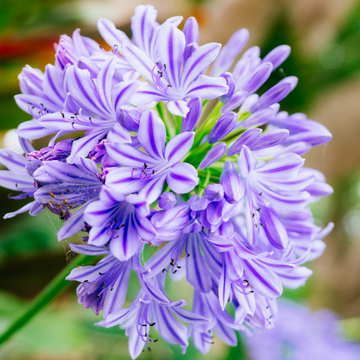 Agapanthe 'Bluety' - Agapanthus 'Bluety'