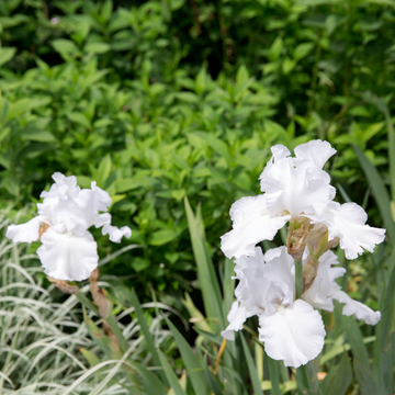 Iris des jardins blanc reflet bleu - Iris germanica glacier