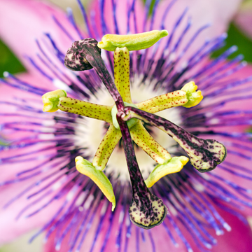 Passiflore 'Victoria' - Passiflora 'Victoria'