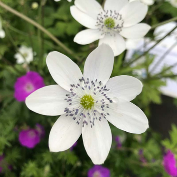 Anémone Leveillei - AnemoneLleveillei