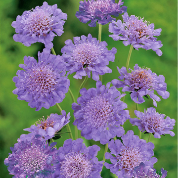 Petite Scabieuse 'Butterfly Blue' - Scabiosa Columbaria 'Butterfly Blue'