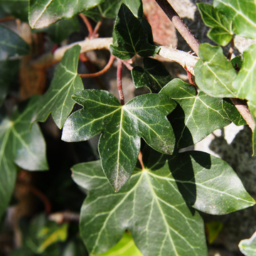 Lierre d'Irlande - Hedera hibernica