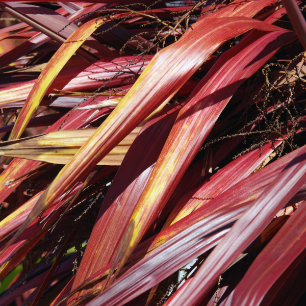 Cordyline Mix Downunder Dreams