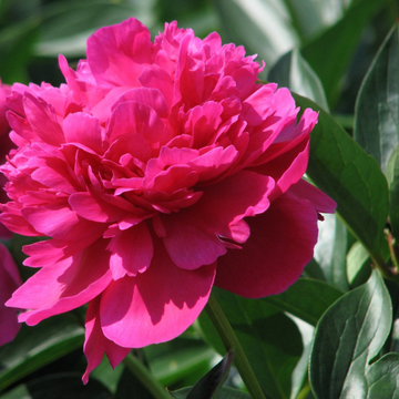 Pivoine De Chine 'Inspecteur Lavergne' - Paeonia Lactiflora 'Inspecteur Lavergne'