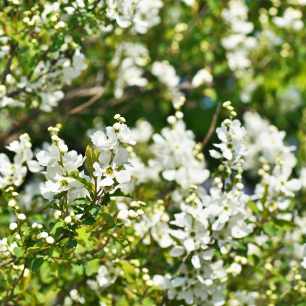 Exochorda magical springtime
