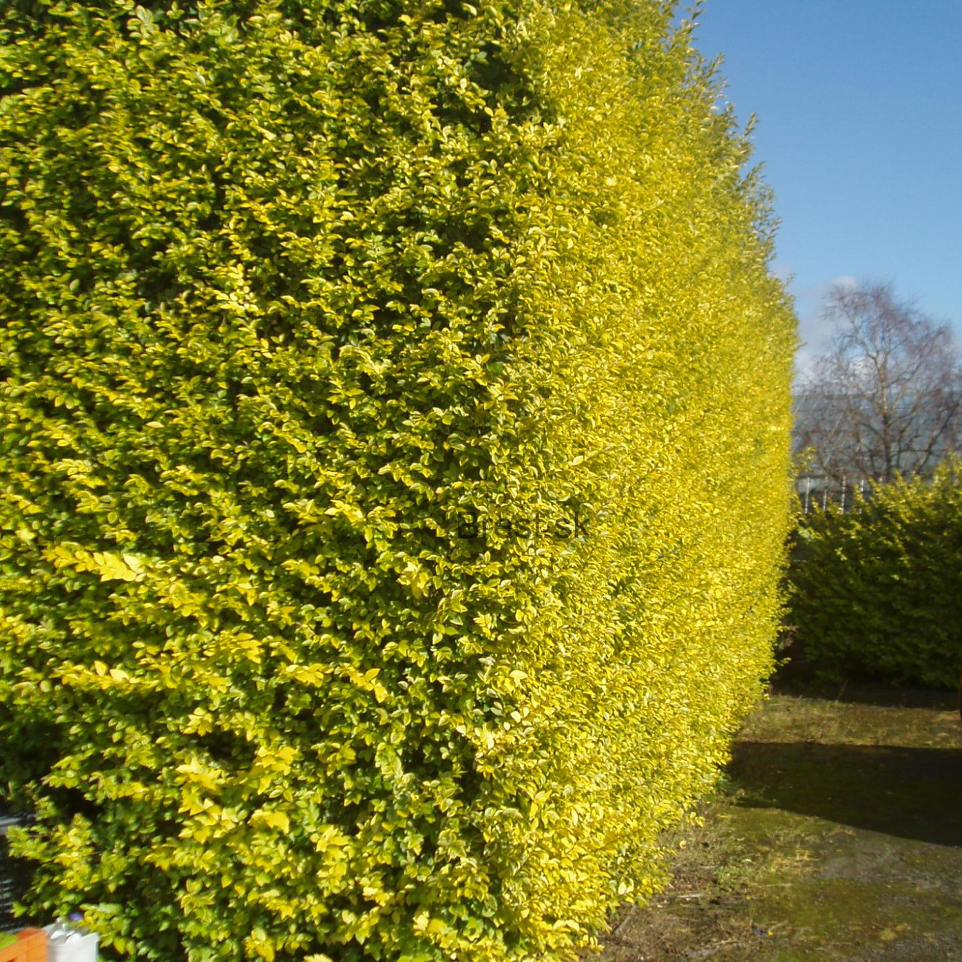 Troène de Californie 'Aureum' - Ligustrum ovalifolium 'Aureum'
