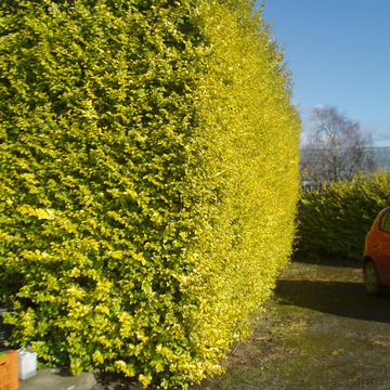 Troène de Californie 'Aureum' - Ligustrum ovalifolium 'Aureum'