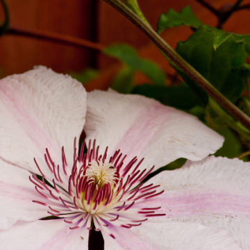 Clématite 'Pink Fantasy' - Clematis 'Pink Fantasy'