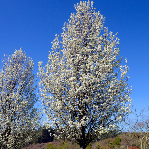 Poirier d'ornement 'Chanticleer' - Pyrus calleryana 'Chanticleer'