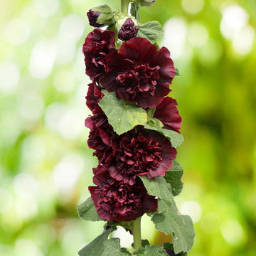 Rose Trémière Double 'Chater's Red' - Alcea Rosea Plena 'Chater's Red'