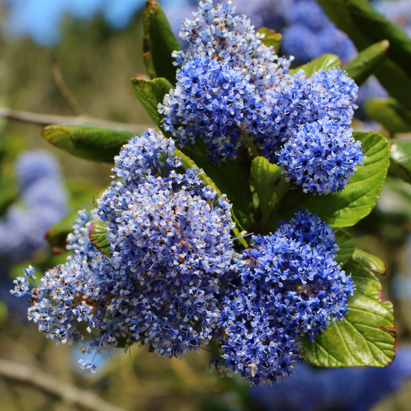 Céanothe, Lilas de Californie 'Victoria' - Ceanothus 'Victoria'