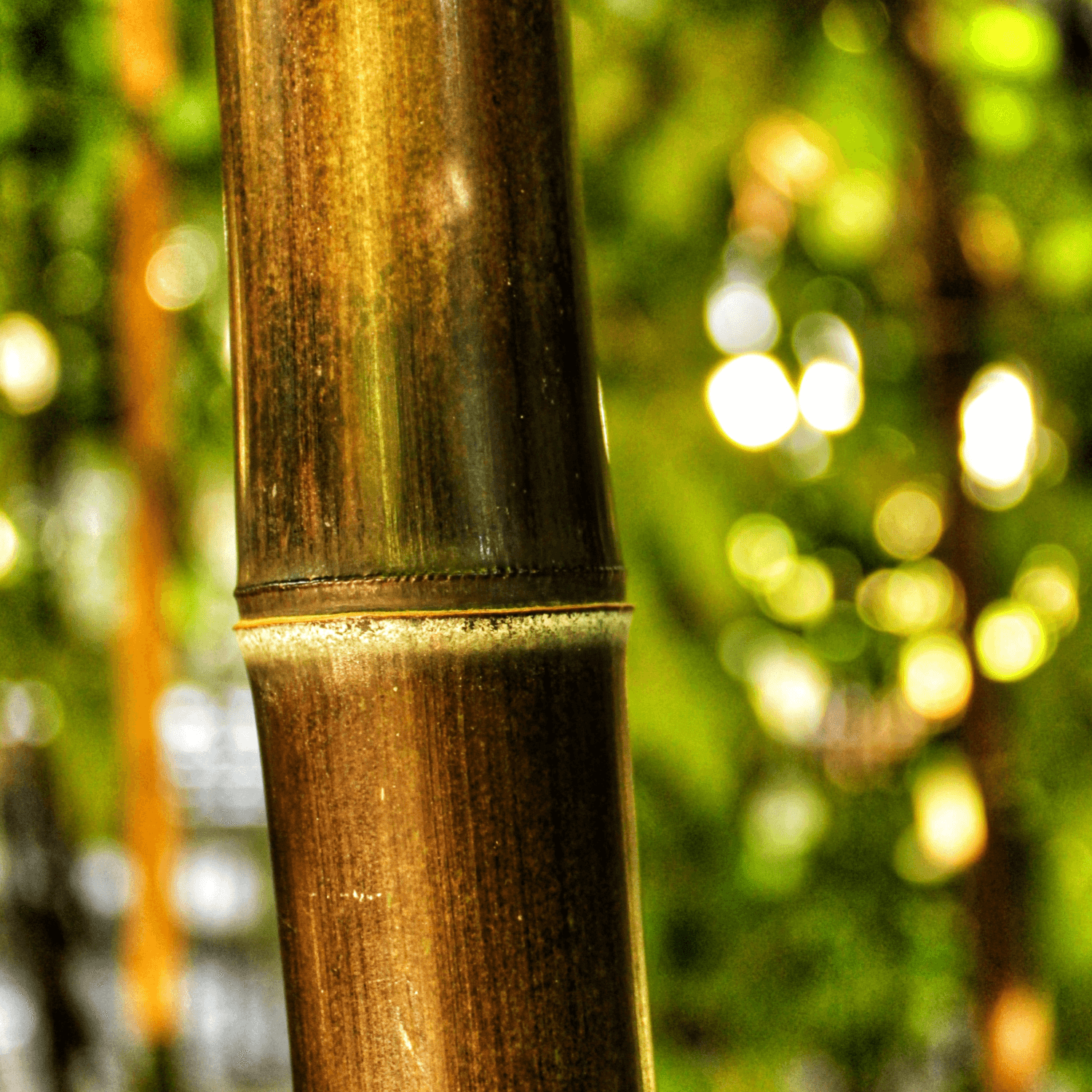 Bambou à cannes noires - Phyllostachys nigra - FLEURANDIE