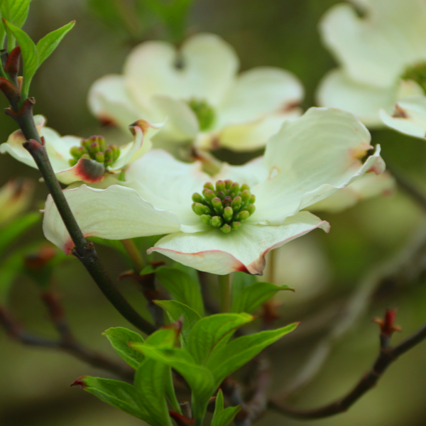 Cornouiller Du Japon 'Teutonia' - Cornus Kousa 'Teutonia'