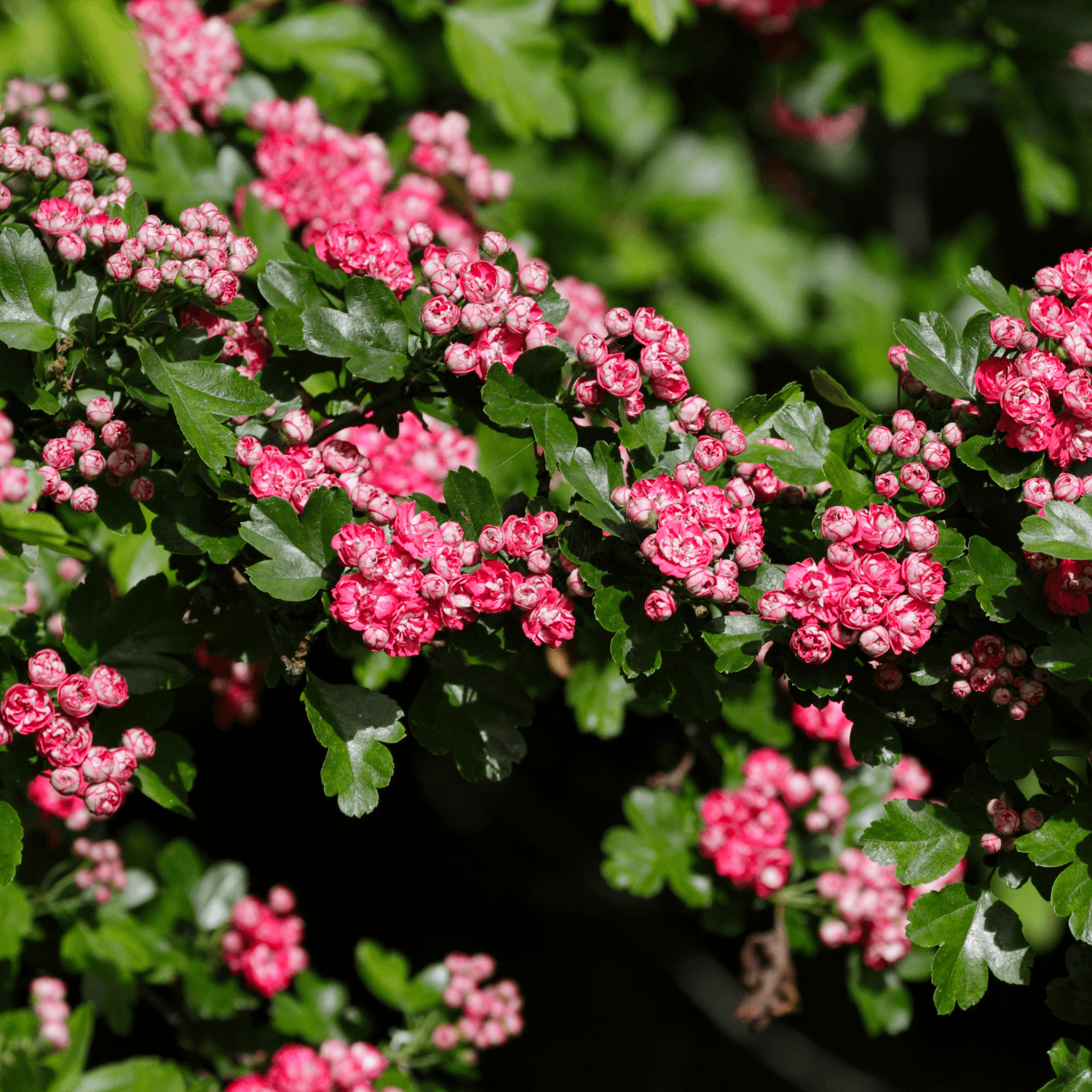 Aubépine, épine à fleurs - Crataegus laevigata - FLEURANDIE