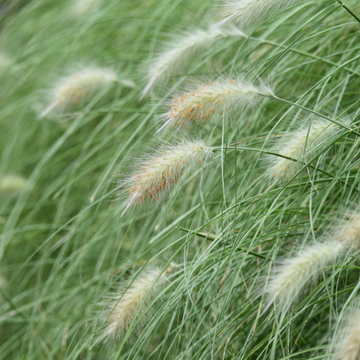 Herbe aux écouvillons 'Villosum' - Pennisetum 'Villosum'