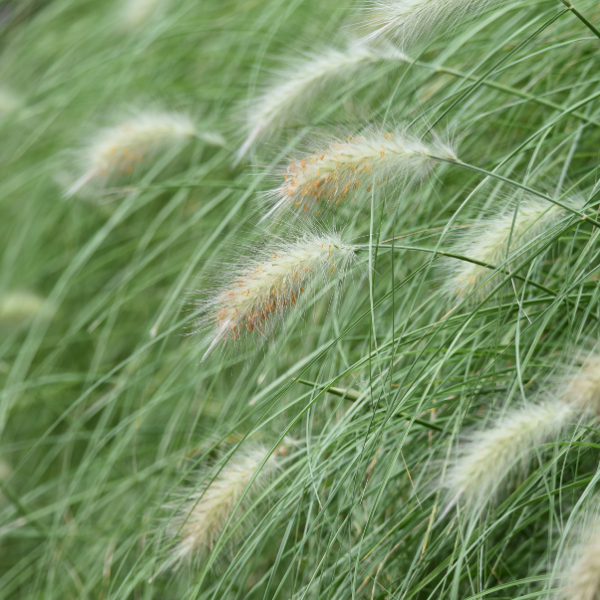 Herbe aux écouvillons 'Villosum' - Pennisetum 'Villosum'
