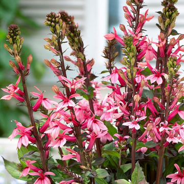 Lobelia Rose - lobelia Speciosa Fan Rose