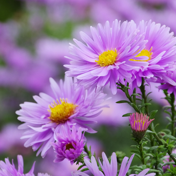 Aster belge 'Double rose d'anjou' - Aster novi belgii 'Double rose d'anjou'