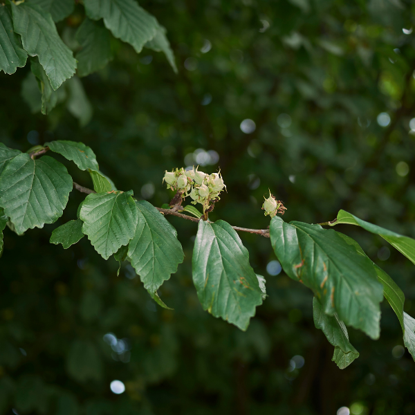 Arbre de fer - Parrotia persica