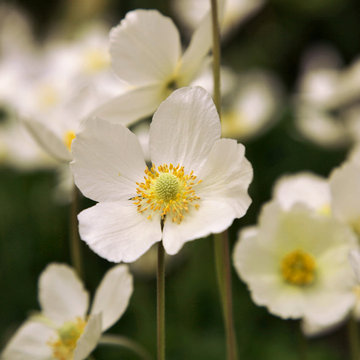 Anémone du Japon 'Whirlwind' - Anemone hybrida 'Whirlwind'