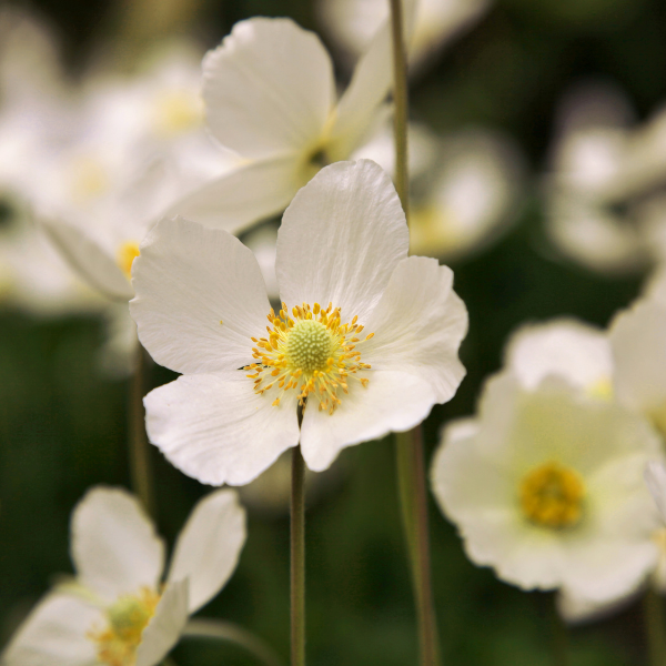 Anémone du Japon 'Whirlwind' - Anemone hybrida 'Whirlwind'