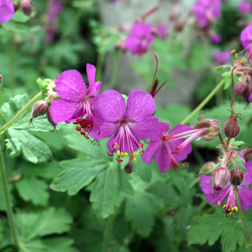Géranium vivace macrorrhizum