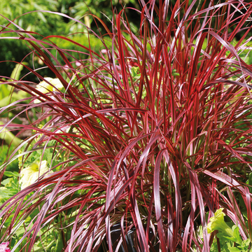 Uncinia rouge - Uncinia  rubra
