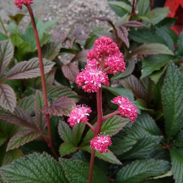 Rodgersia 'Bronze Peacock' - Rodgersia 'Bronze Peacock'