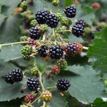Mûrier Fruticosus Theodore Reimers - Rubus Fruticosus Theodor Reimers