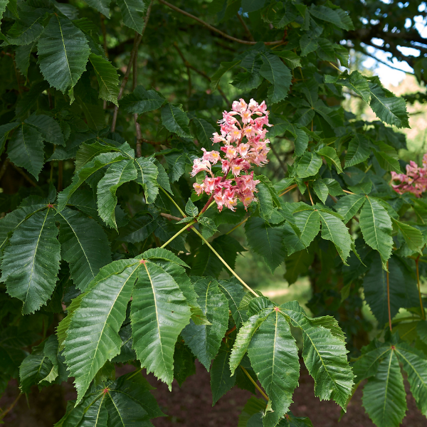 Marronnier à Fleurs Rouge - Aesculus Carnea