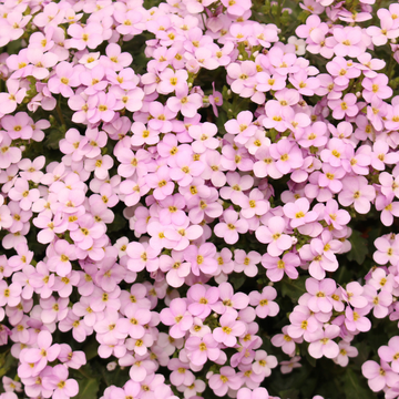 Aubriete rose - Aubrieta pink