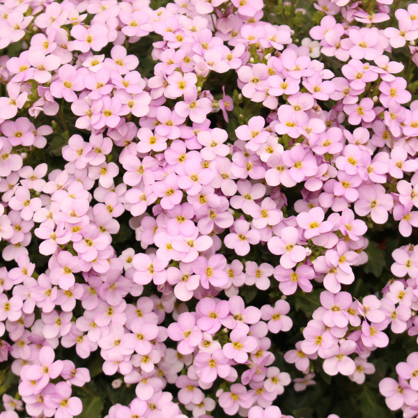 Aubriete rose - Aubrieta pink