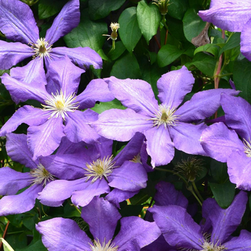 Clematis Luther Burbank