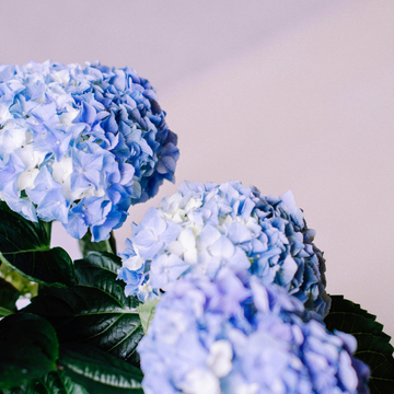 Hortensia 'Endless Summer The Original bleu' - Hydrangea macrophylla 'Endless Summer The Original bleu'
