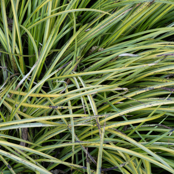 Acore 'Variegatum' - Acorus gramineus 'Variegata'